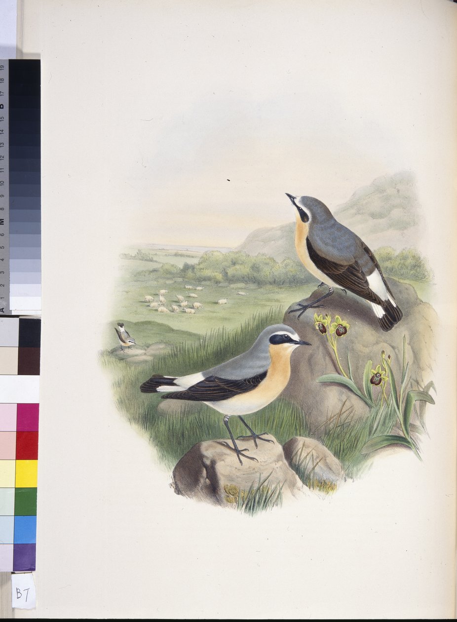 Wheatear (Oenanthe oenanthe) (ręcznie barwiony litho) autorstwa John (after) Gould