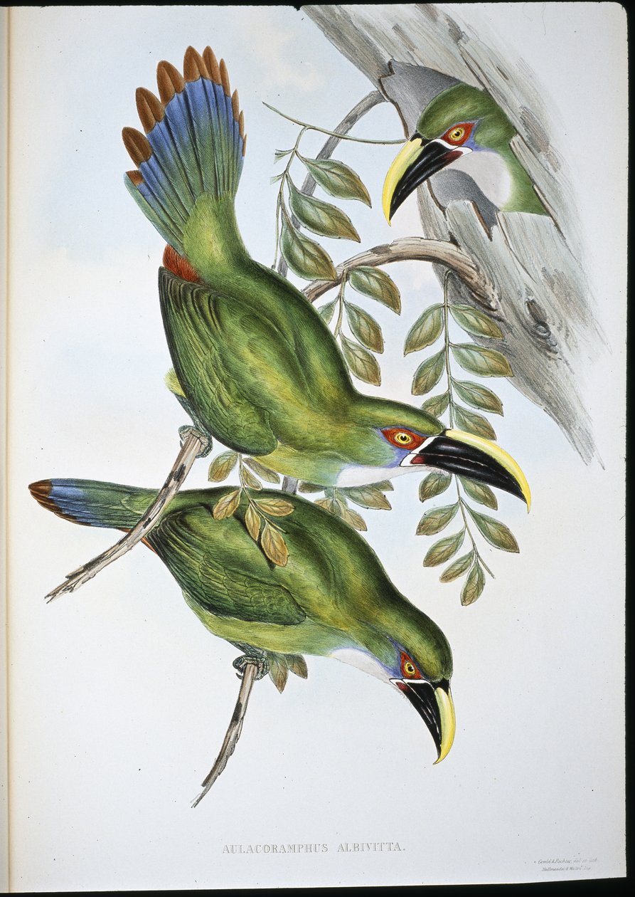 Tukan z białymi paskami (Aulacoramphus Albivitta) (ręcznie barwiony litho) autorstwa John (after) Gould