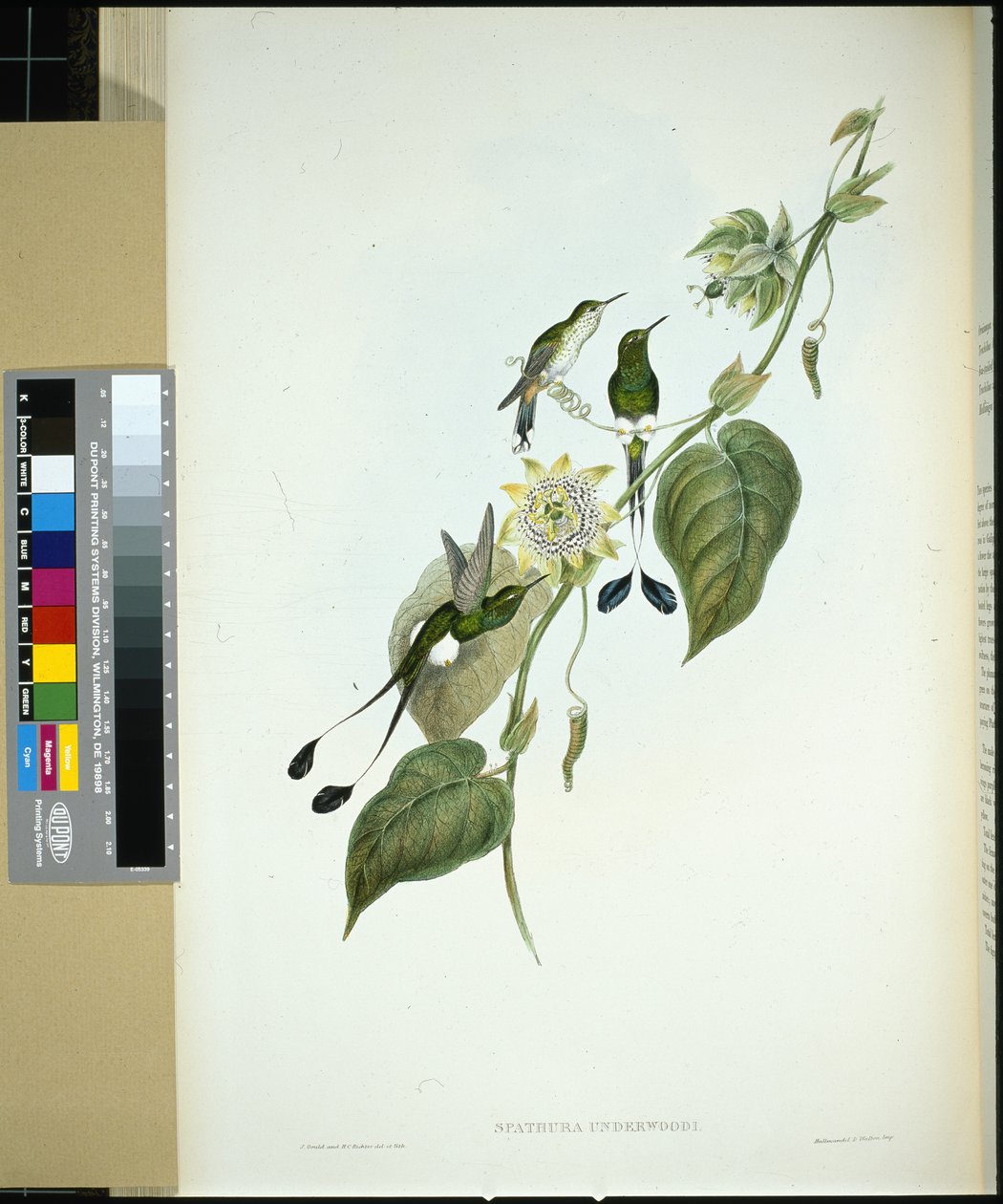 Spathura Underwoodi (litho ręcznie kolorowane) autorstwa John (after) Gould