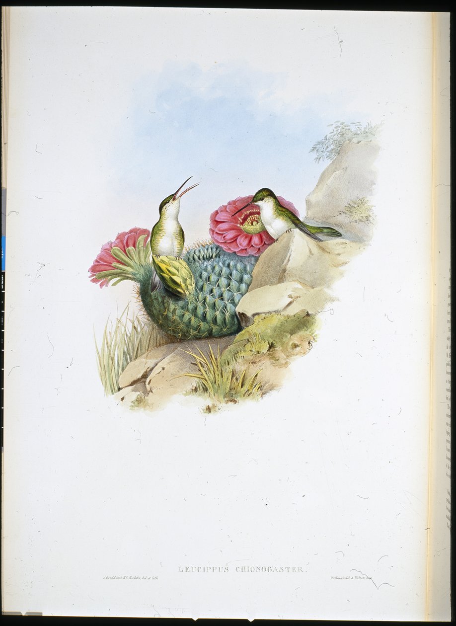 Leucippus białopierś (leucippus chionogaster) (ręcznie barwiony litho) autorstwa John (after) Gould
