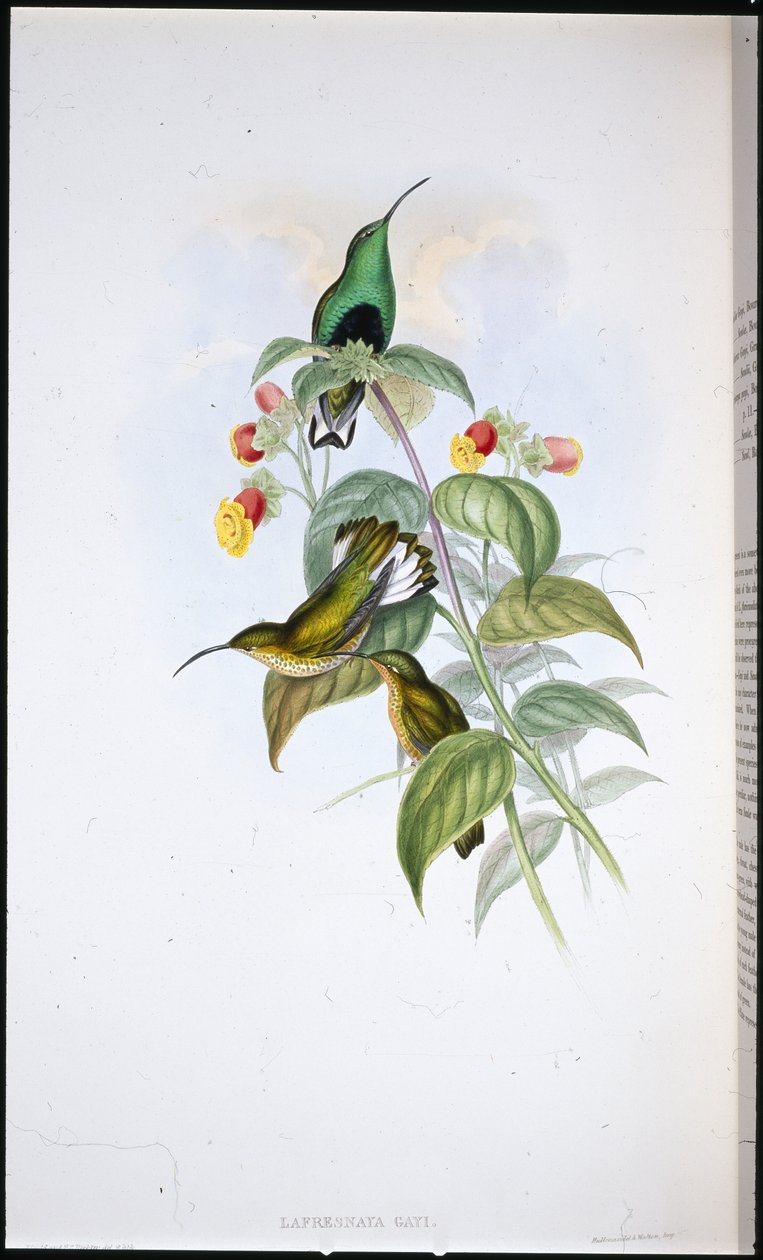 Biała aksamitna pierś (Lafresnaya Gayi) (ręcznie kolorowana litho) autorstwa John (after) Gould