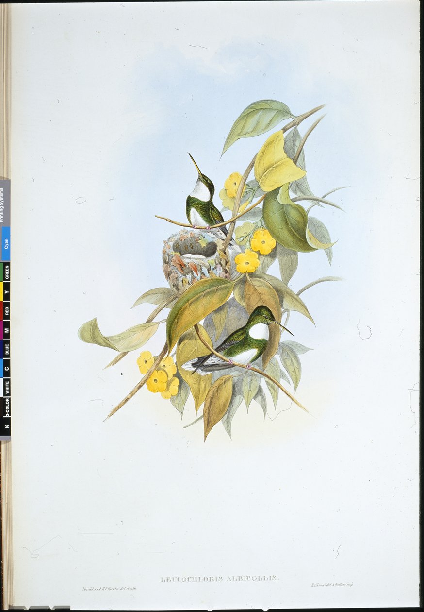 Biały gardło (Leucochloris Albicollis) (ręcznie barwiony lito) autorstwa John (after) Gould