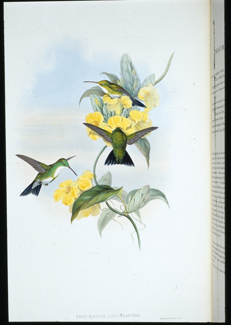 Szmaragd białogardły (Thaumatias Leucogaster) (ręcznie barwiony lito) autorstwa John (after) Gould