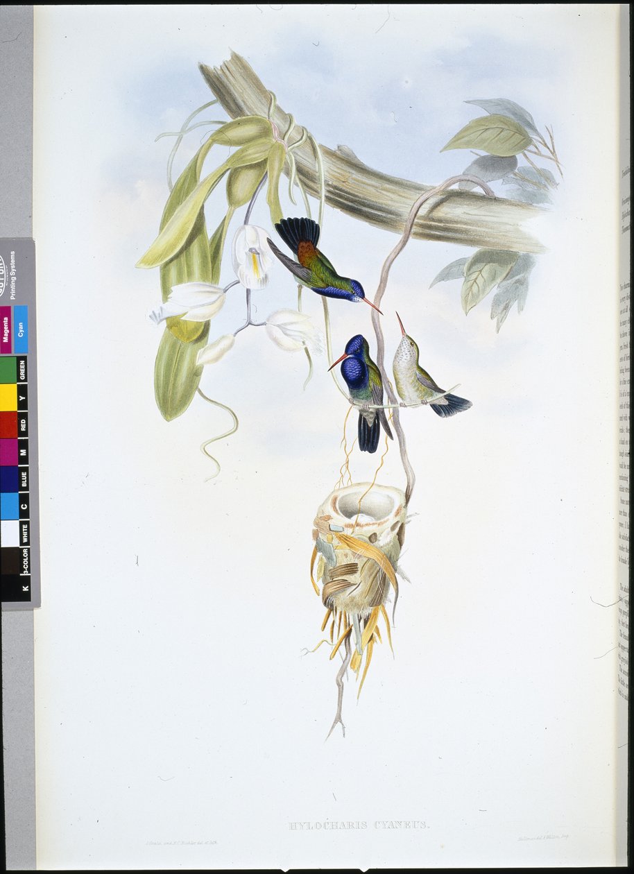 Szafir białogardły (Hylocharis Cyaneus) (ręcznie barwiony lito) autorstwa John (after) Gould