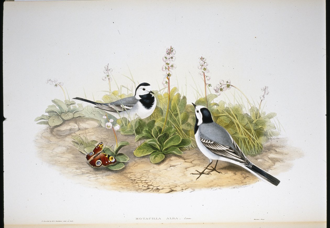 Pliszka biała (Motacilla Alba) (lito ręcznie kolorowane) autorstwa John (after) Gould