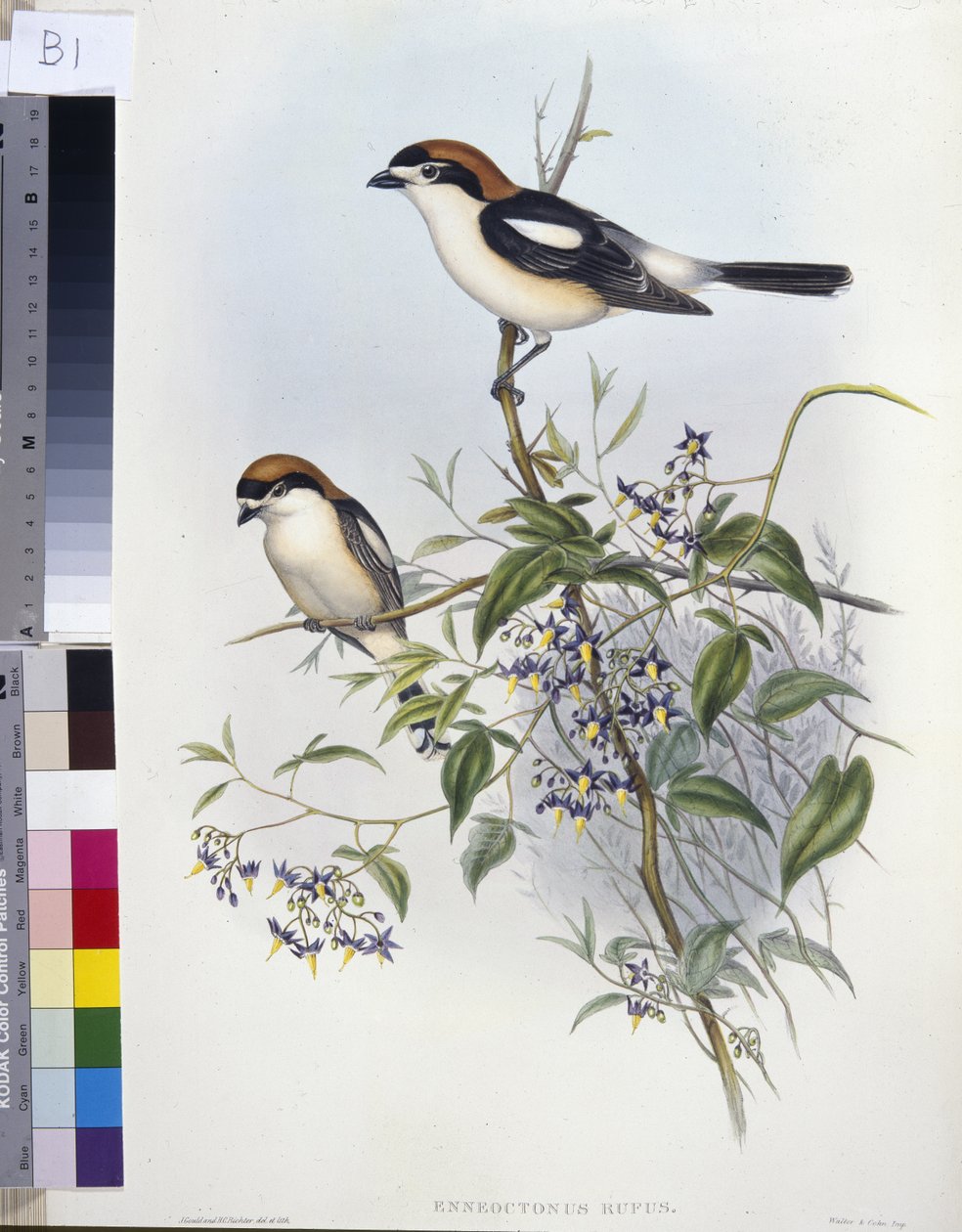 Dzierzba leśna (Enneoctonus Rufus) (ręcznie barwiony litho) autorstwa John (after) Gould