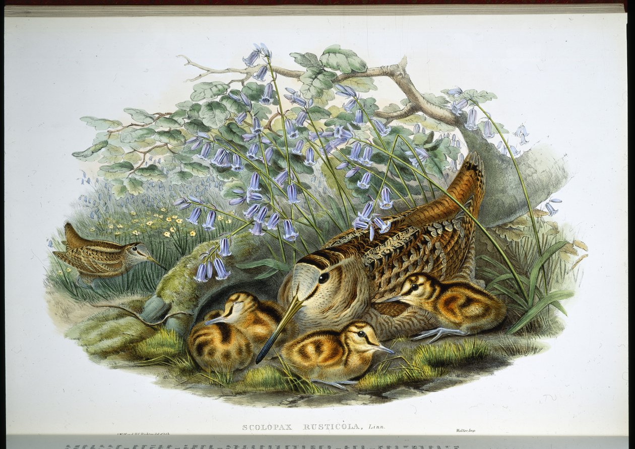 Słonka (Scolopax Rusticola) (lito ręcznie kolorowane) autorstwa John (after) Gould