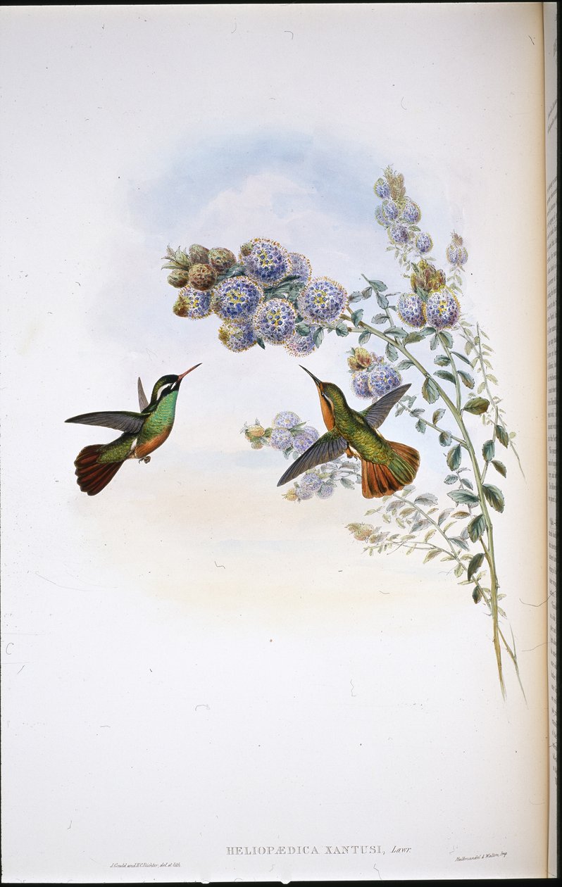 Koliber Xantusa (Heliopaedica Xantusia) (ręcznie malowany litho) autorstwa John (after) Gould