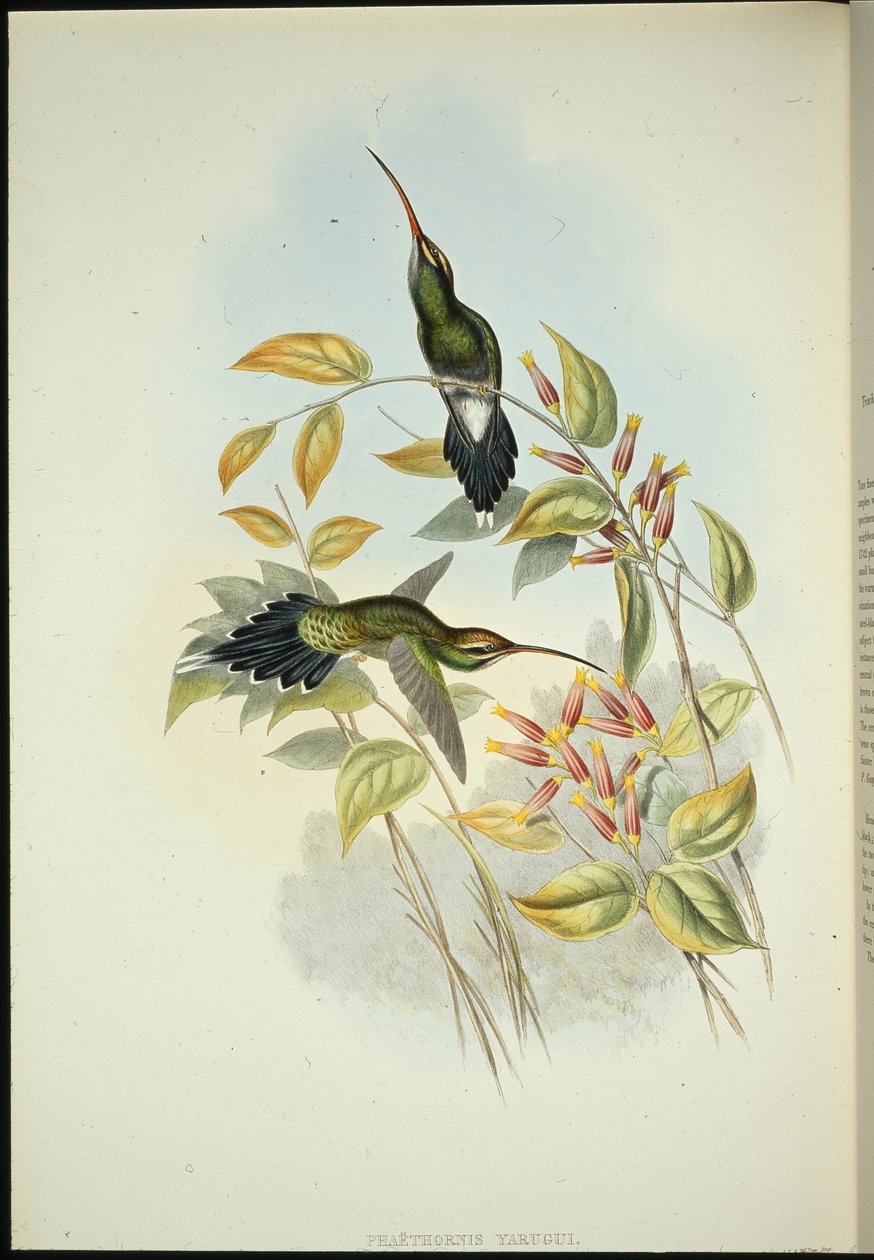 Yarquian Hermit (Phaerthornis Yarugui) (ręcznie barwiony litho) autorstwa John (after) Gould