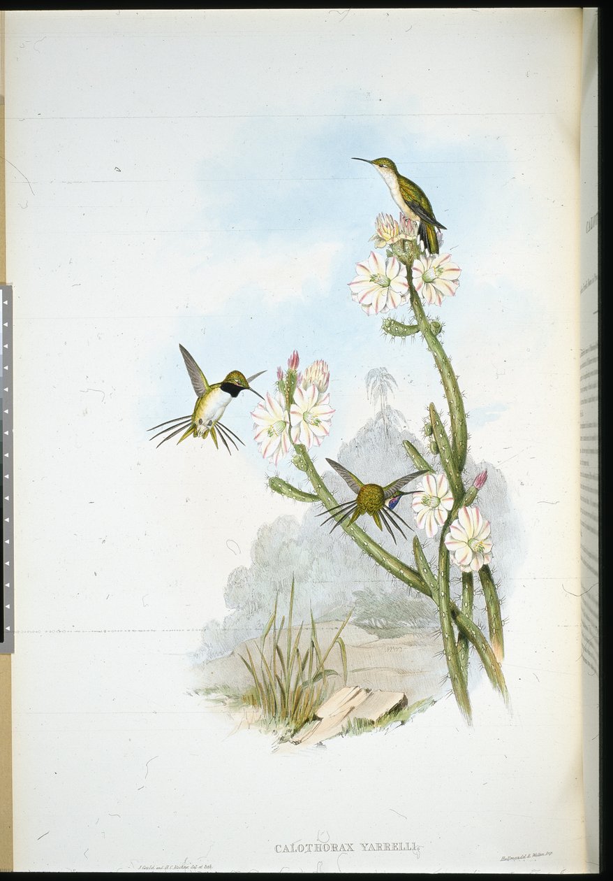 Rakieta Yarrella (Calothorax yarrelli) (ręcznie kolorowana litho) autorstwa John (after) Gould