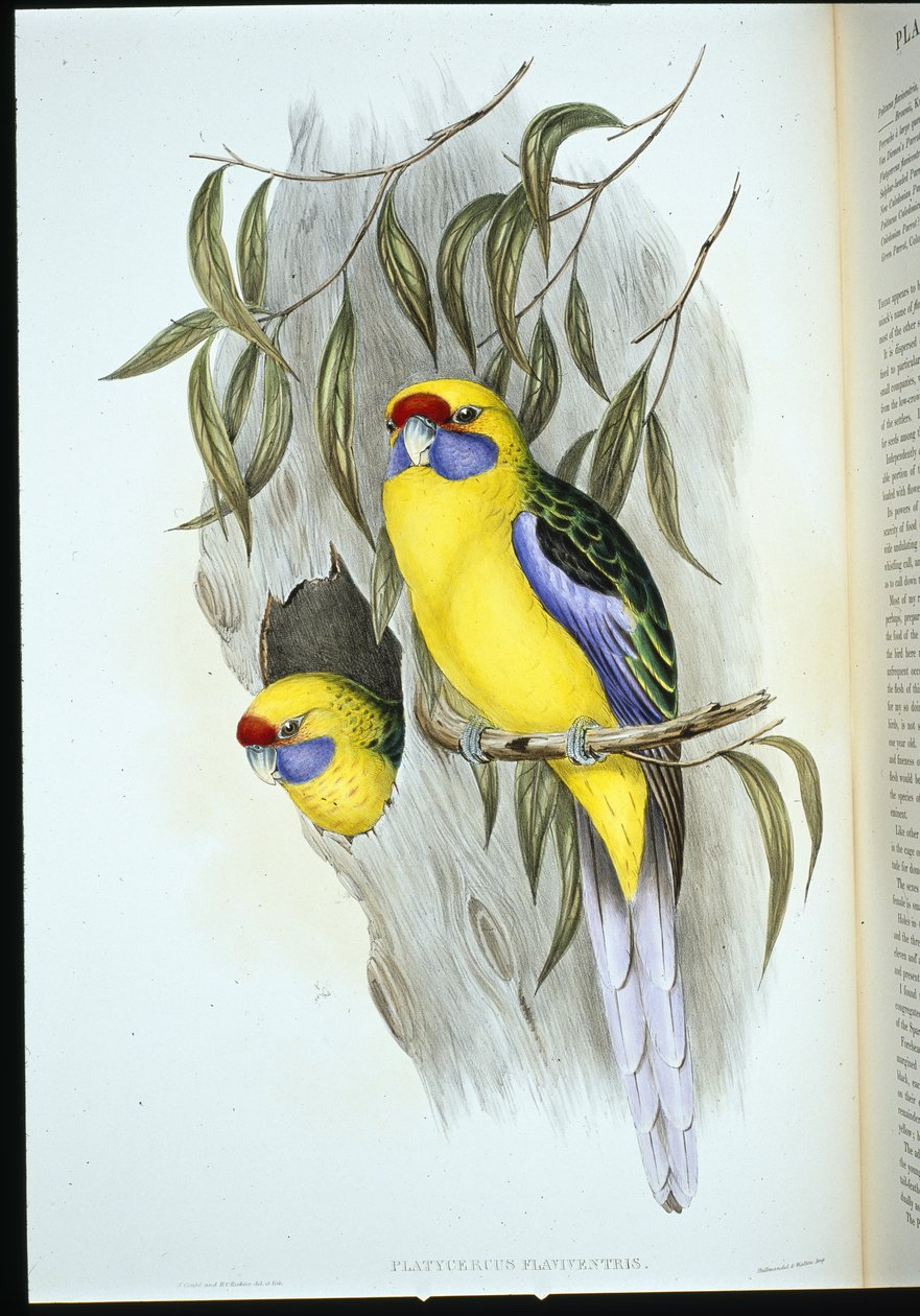 aleksandretta żółtobrzucha (platycercus flaviventris) (ręcznie barwiona litho) autorstwa John (after) Gould