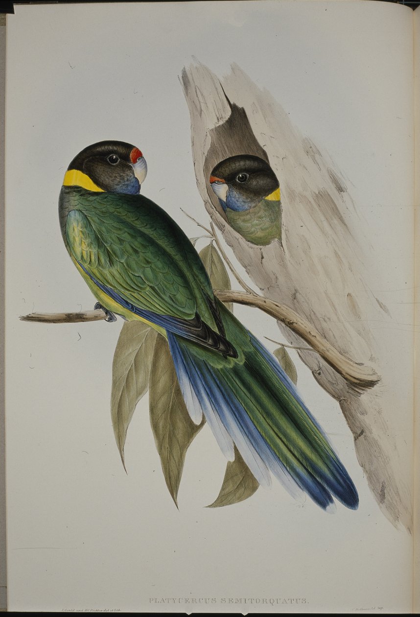 aleksandretta żółtogardła (Platycercus Semitorquatus) (ręcznie barwiona lito) autorstwa John (after) Gould