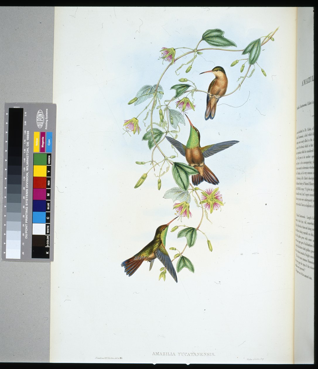 Yucatan Amazili (amazilia yucatanensis) (lito ręcznie kolorowane) autorstwa John (after) Gould