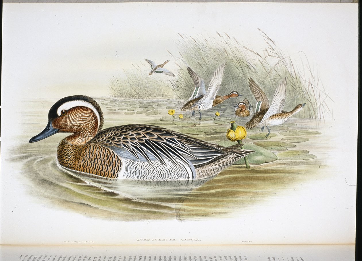 Querquedula Circia (lito ręcznie kolorowane) autorstwa John (after) Gould