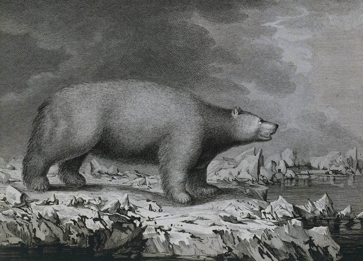 Niedźwiedź polarny, grawer Petera Mazela wg rysunku Johna Webbera (1750-1793) wykonany podczas trzeciej podróży Jamesa Cooka autorstwa John (after) Webber