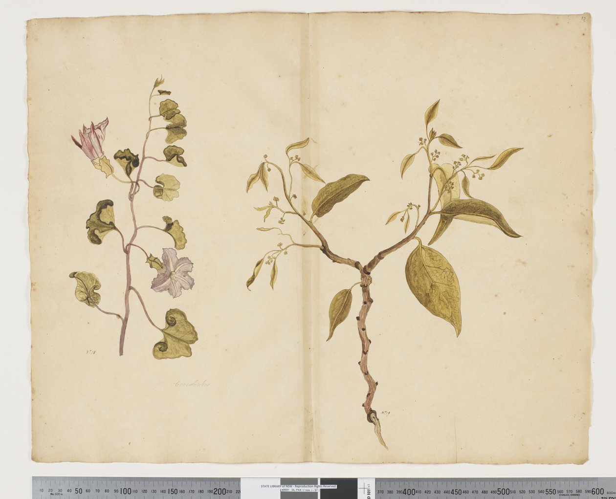 F.13 Ipomea Pes, koza; Celtis paniculata, ok. 1790-95 (akwarela i tusz na papierze) autorstwa John (attr. to) Doody