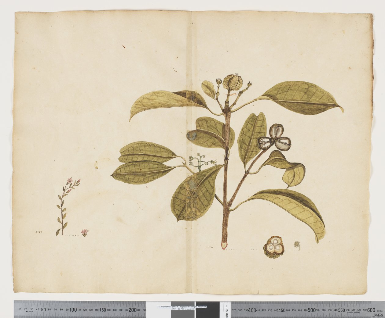 F.19 Samolus repens; Baloghia lucida, ok. 1790-95 (tusz i akwarela na papierze) autorstwa John (attr. to) Doody