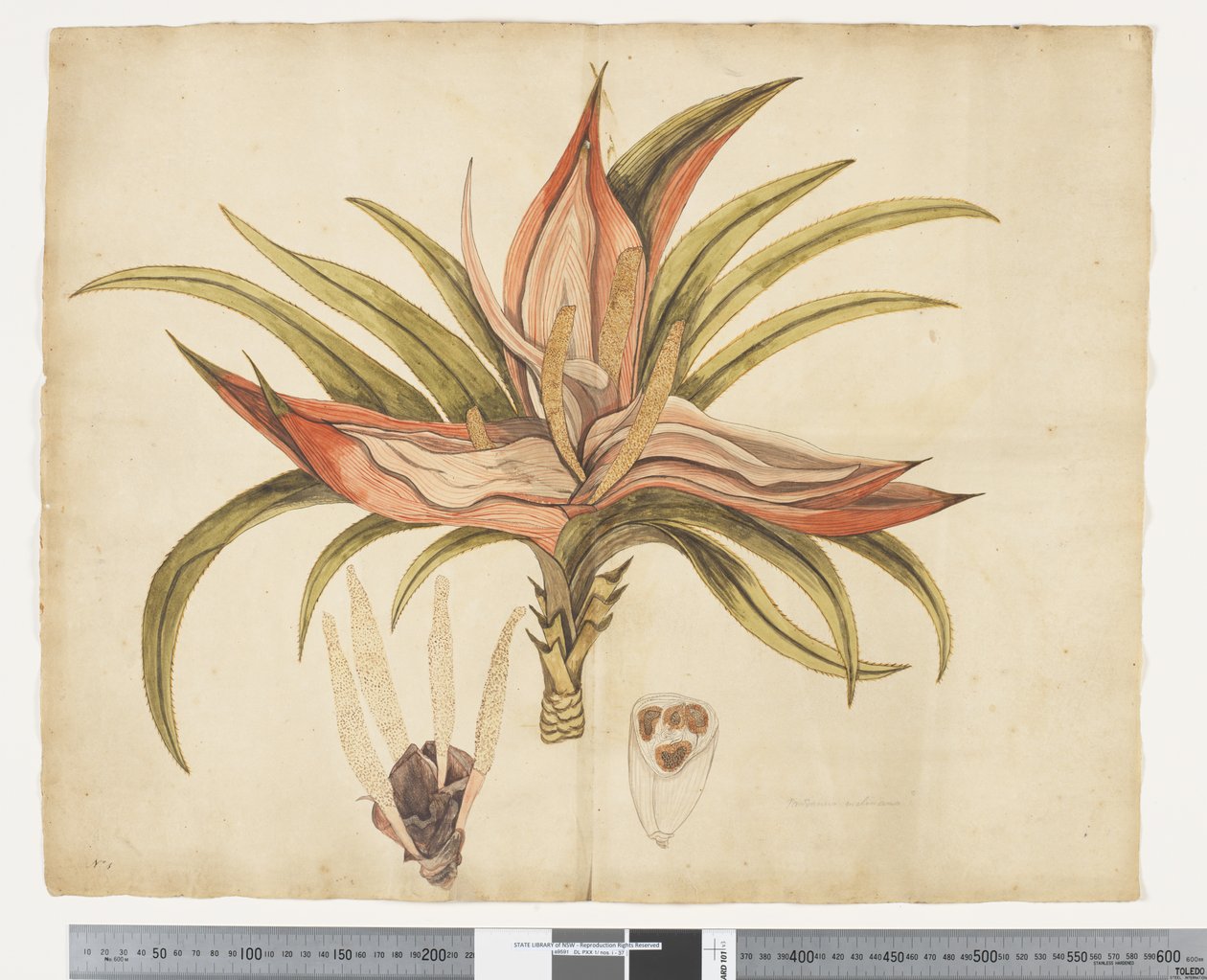 F.1 Freycinetia baueriana, c.1790-95 (akwarela i tusz na papierze) autorstwa John (attr. to) Doody