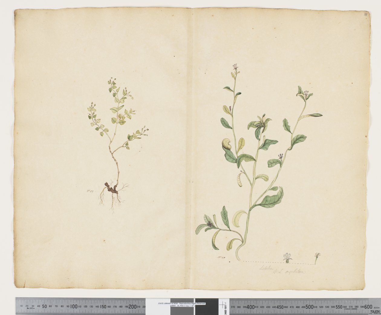 F.25 Euphorbia sparrmannii; Lobelia alata, c.1790-95 (akwarela i tusz na papierze) autorstwa John (attr. to) Doody