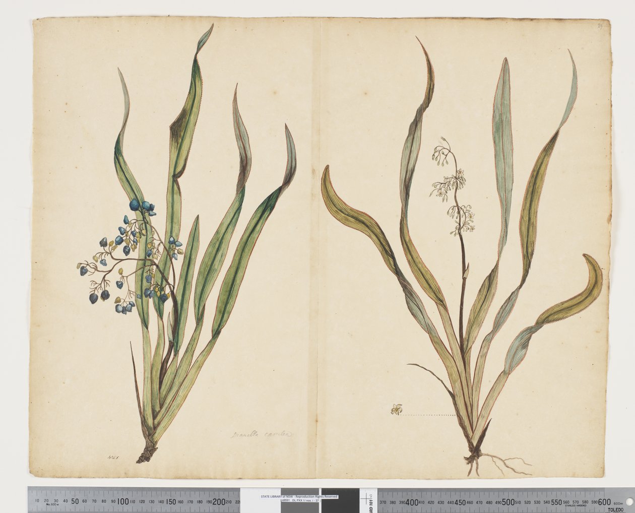 F.29 Dianella intermedia, ok. 1790-95 (akwarela i tusz na papierze) autorstwa John (attr. to) Doody