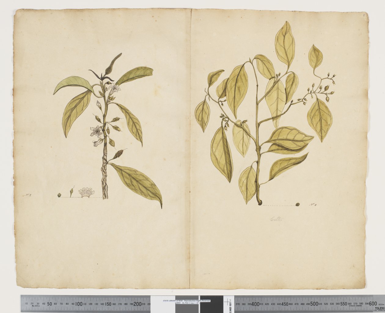 F.2 Ciemna krótkowzroczność; Wiecha celtycka, ok. 1790-95 (akwarela i tusz na papierze) autorstwa John (attr. to) Doody