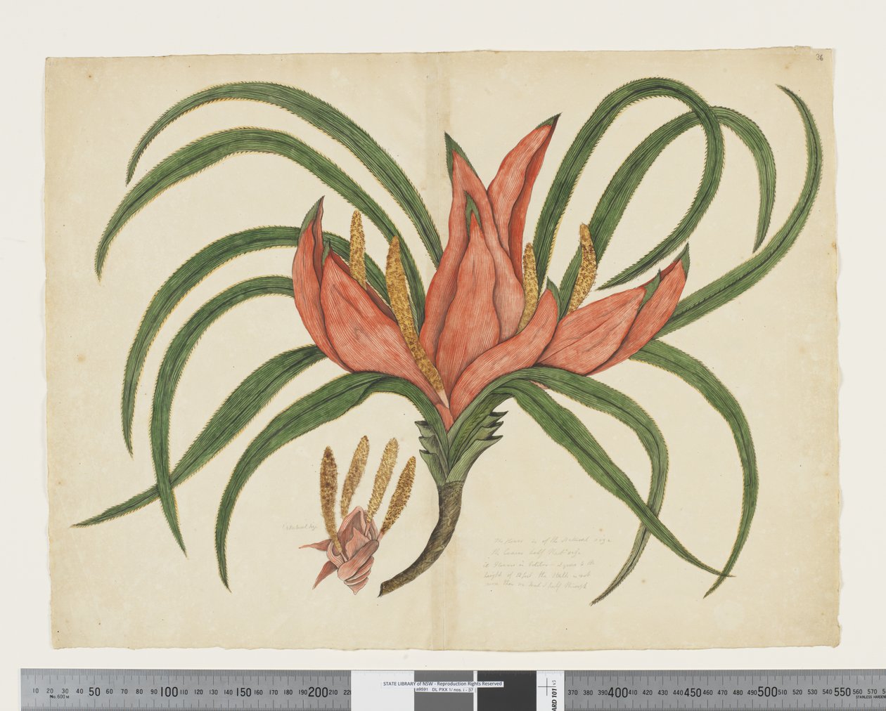 F.36 Freycinetia baueriana, c.1790-95 (akwarela i tusz na papierze) autorstwa John (attr. to) Doody