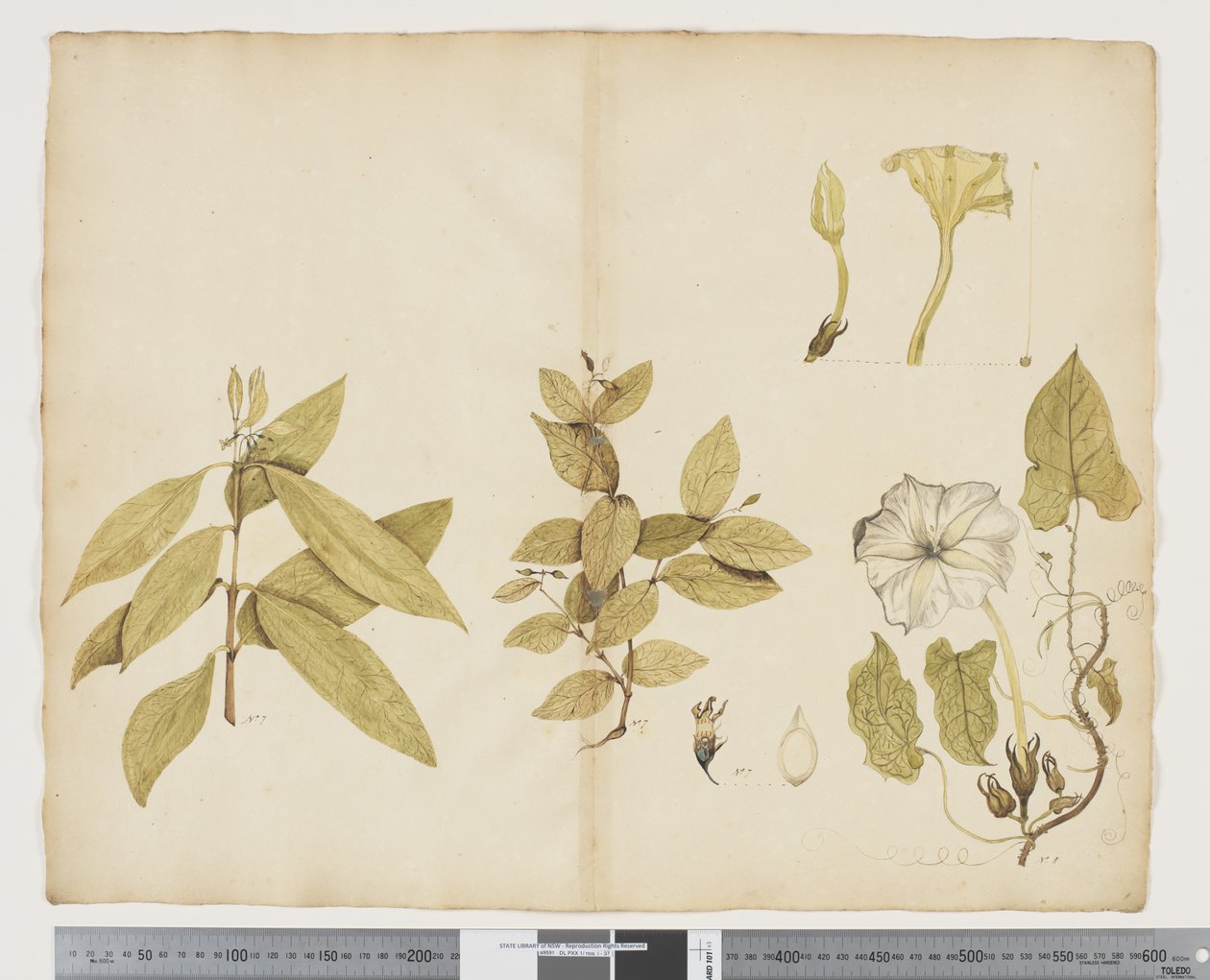 F.6 Wikstroemia australijska; Ipomea, c.1790-95 (akwarela i tusz na papierze) autorstwa John (attr. to) Doody