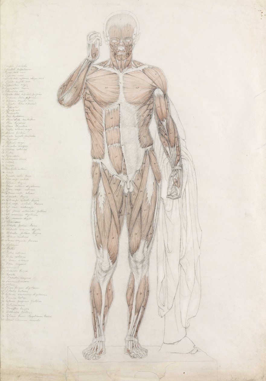 Studium anatomiczne: muskulatura człowieka w kontrapoście autorstwa John Bathe
