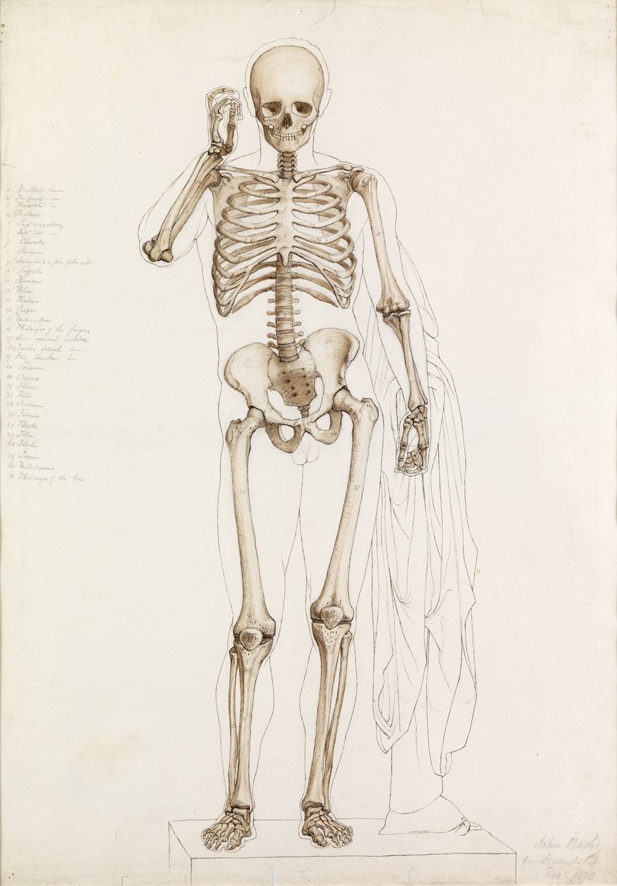 Studium anatomiczne: ludzki szkielet, w Contrappost, 1870 autorstwa John Bathe