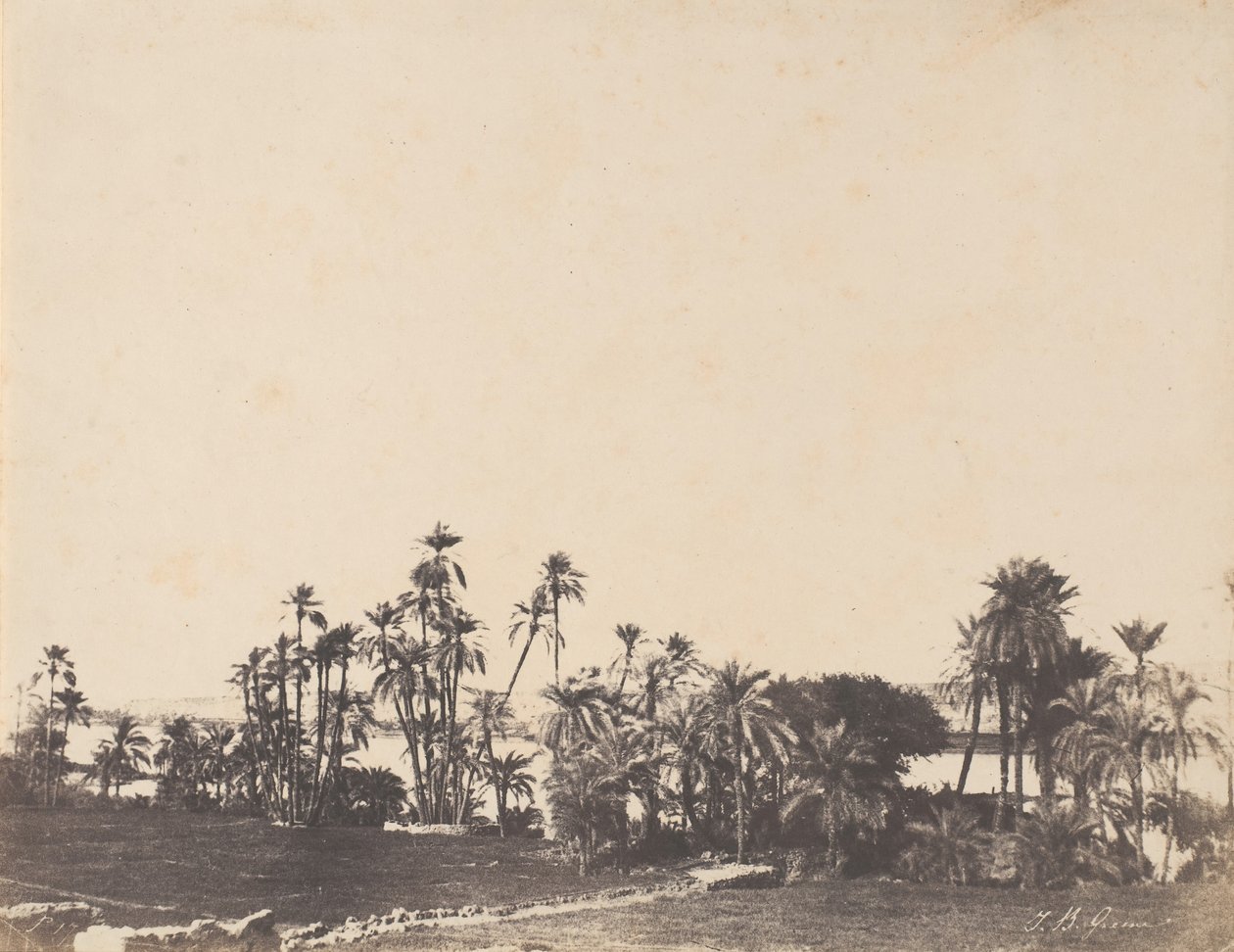 Studium palm, brzegi Nilu, Kalabschi, 1853-54. autorstwa John Beasley Greene