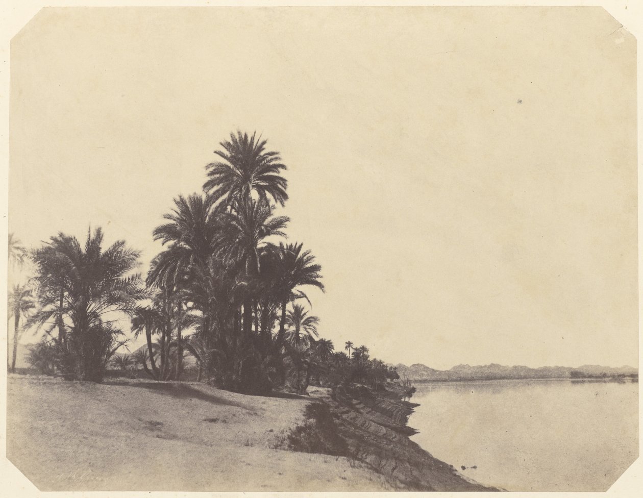 [Badania palm daktylowych] autorstwa John Beasley Greene