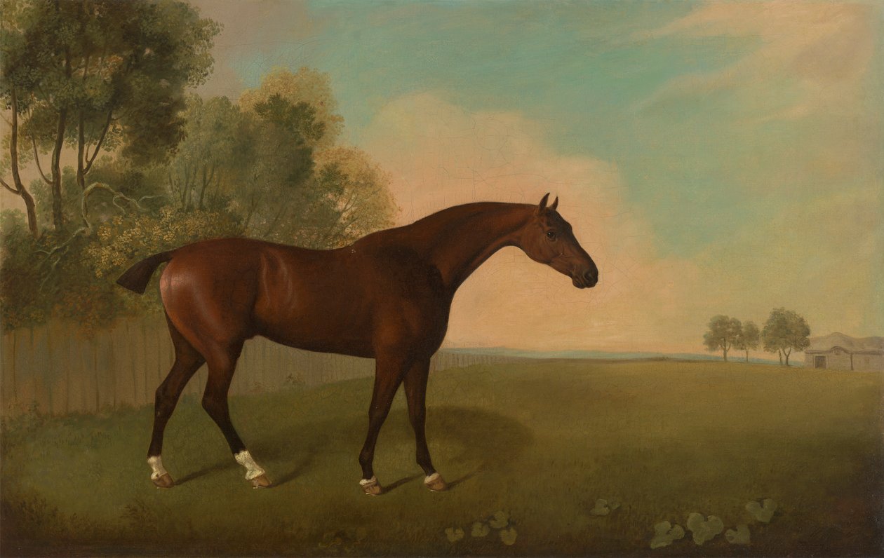 Bay Horse w polu autorstwa John Boultbee