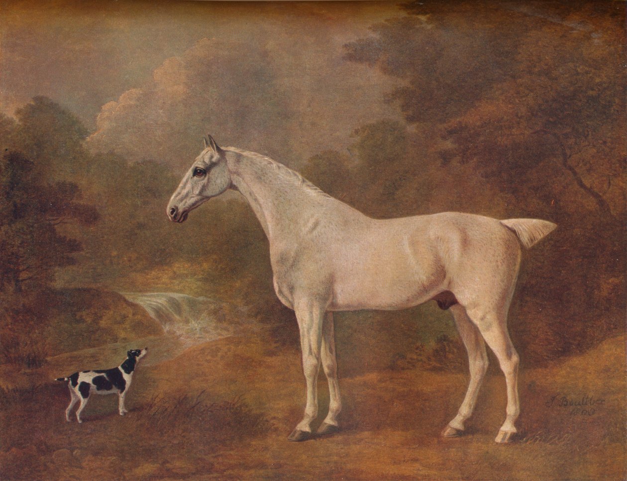 Siwy pchły i terier cętkowany, 1803. autorstwa John Boultbee