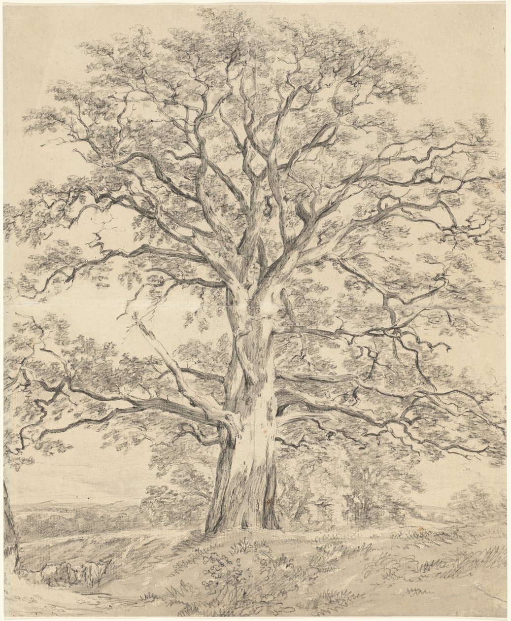 Wielki dąb autorstwa John Constable