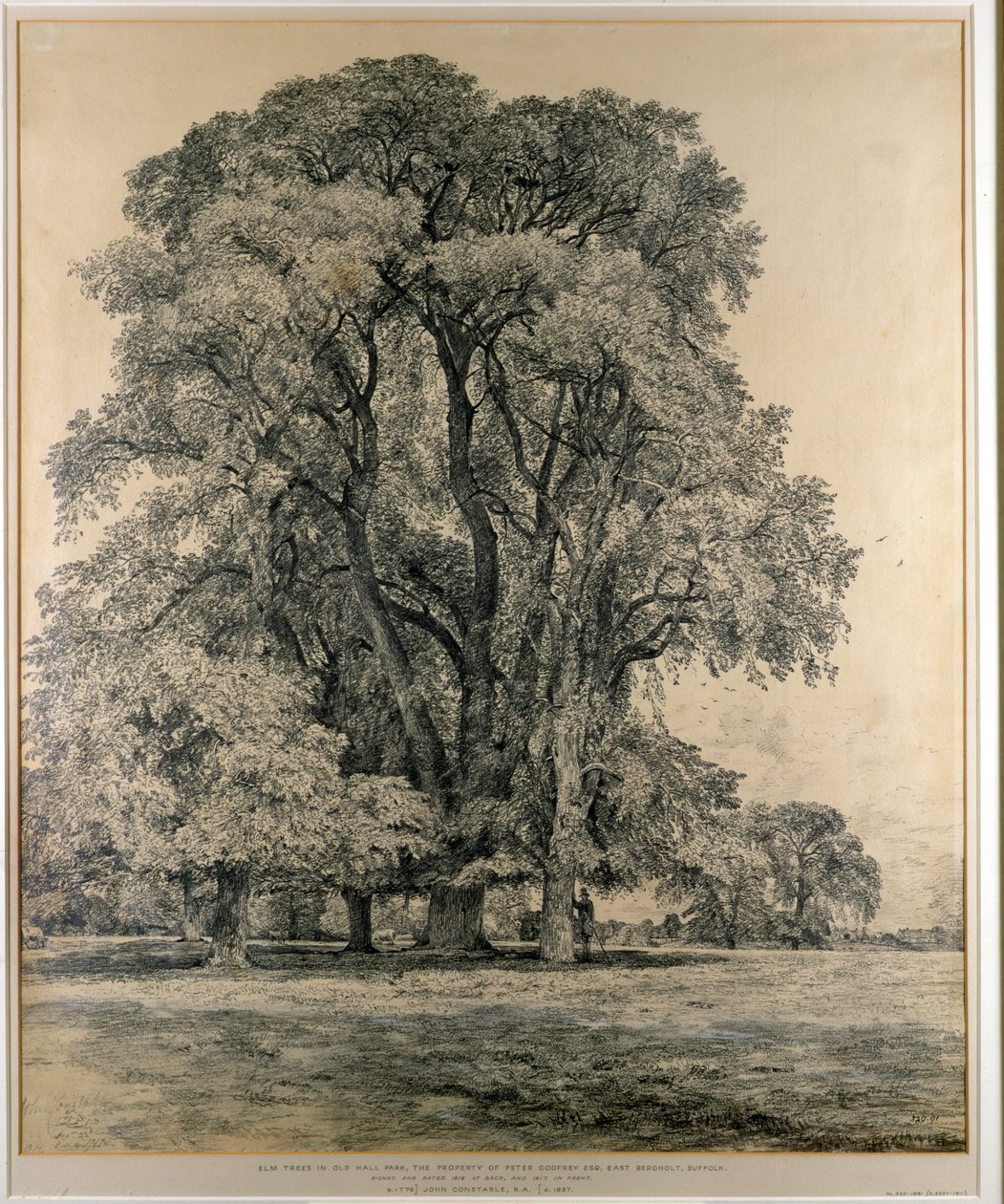 Wiązów w Old Hall Park, East Bergholt, 1817 (ołówek) autorstwa John Constable