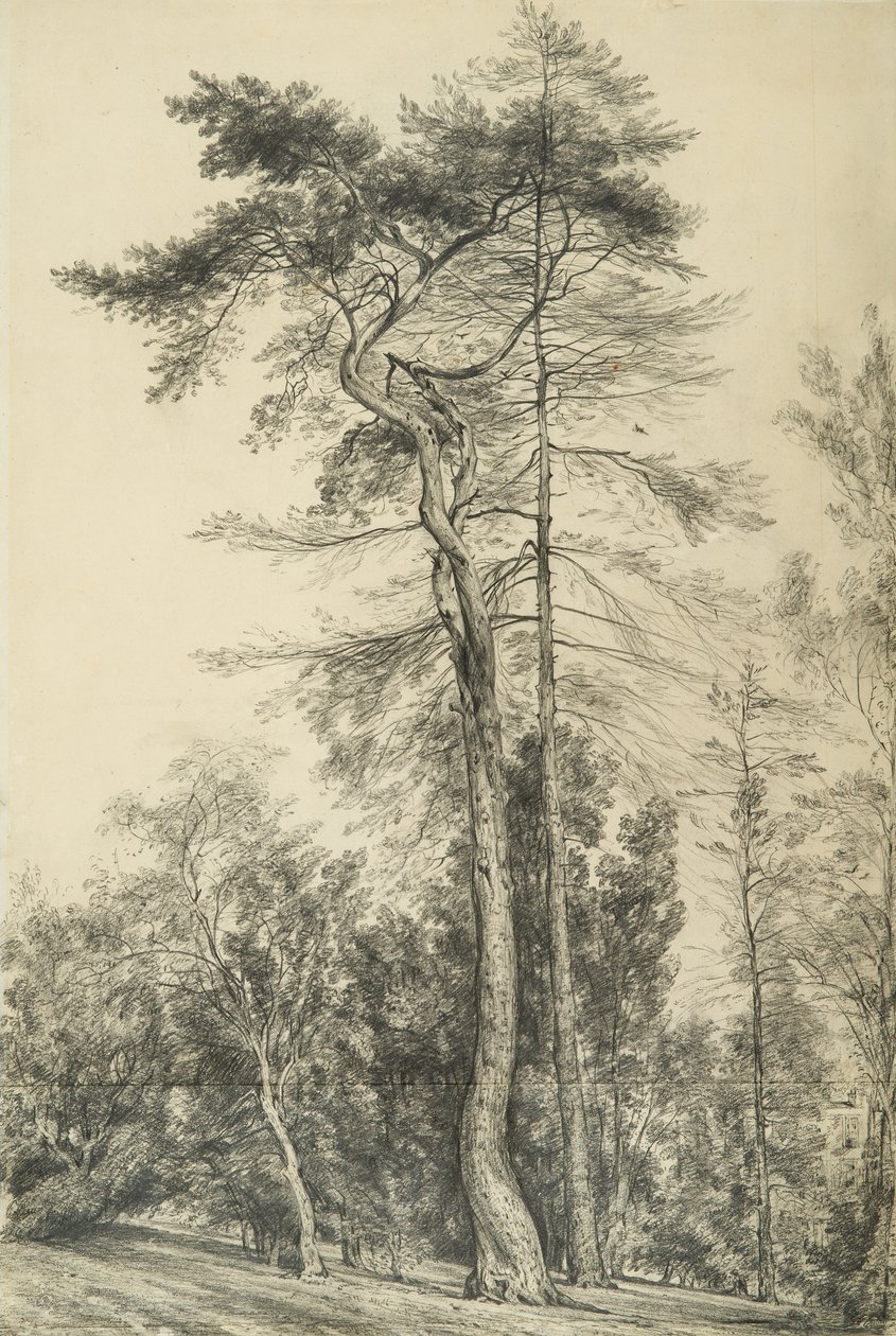 Jodła, c.1833 autorstwa John Constable