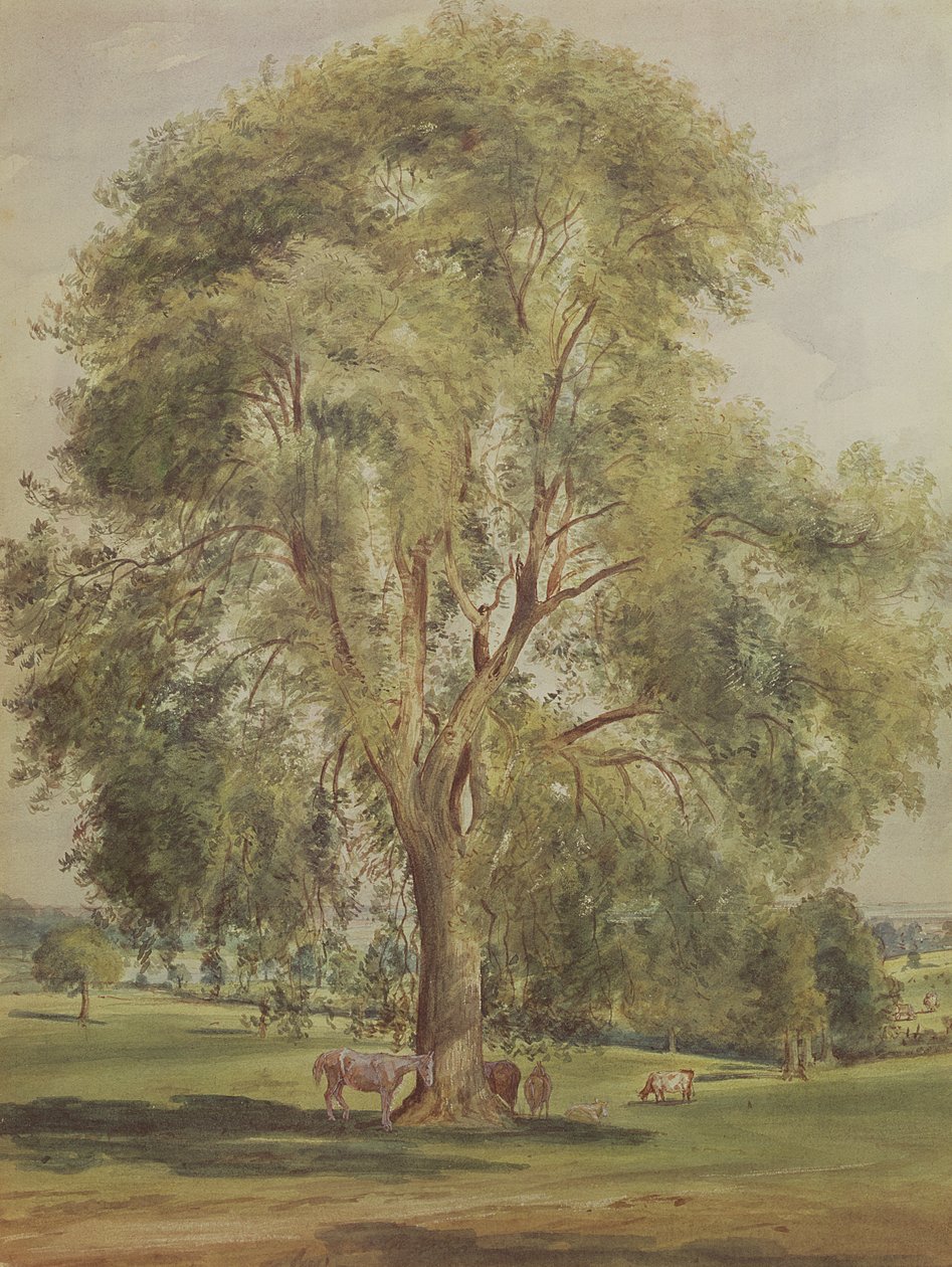 Drzewo (wc) autorstwa John Constable