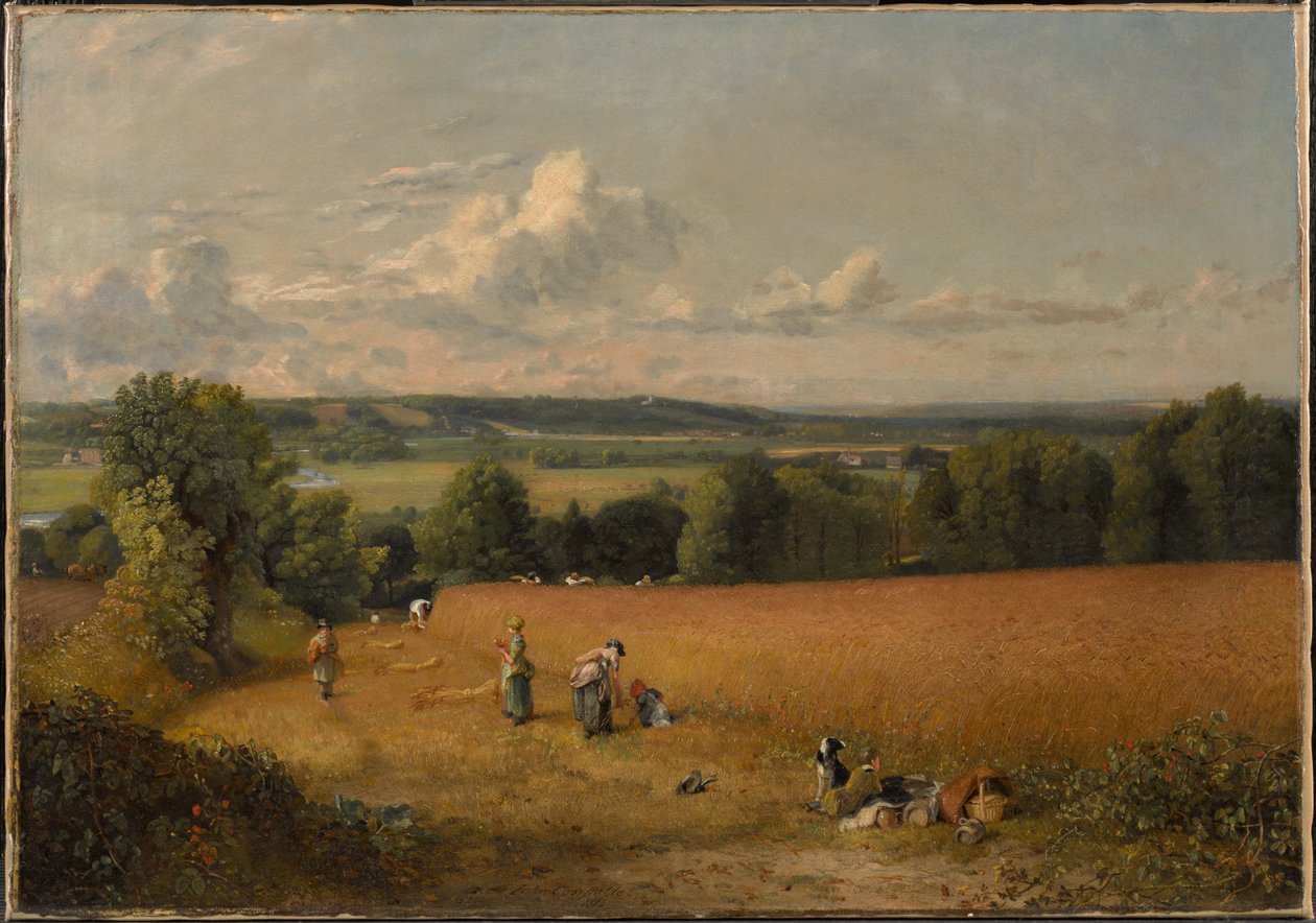 Pole pszenicy autorstwa John Constable