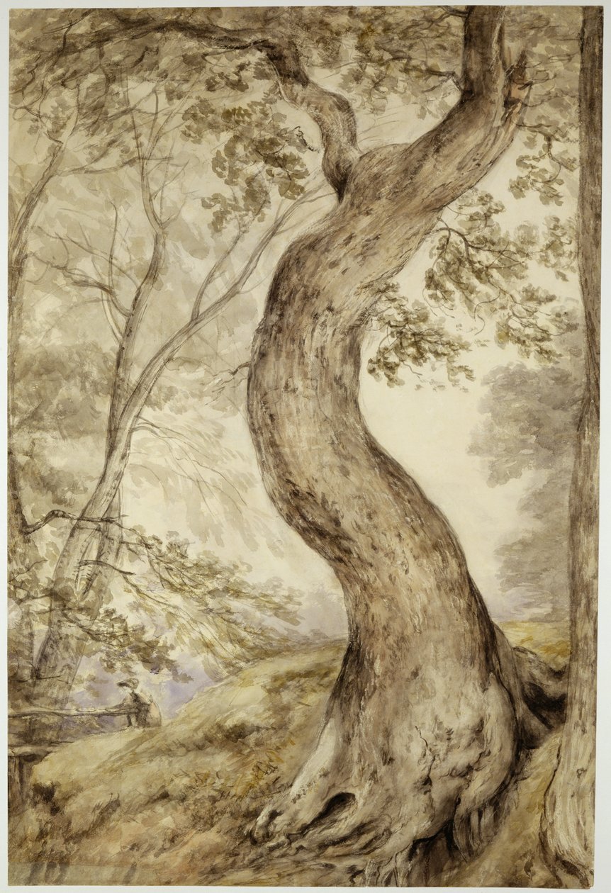 Drzewo w Helmingham, ok. 1800 (akwarela na papierze) autorstwa John Constable