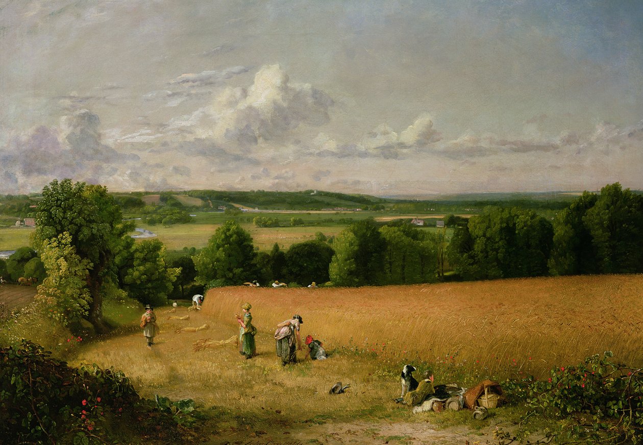Pole pszenicy autorstwa John Constable