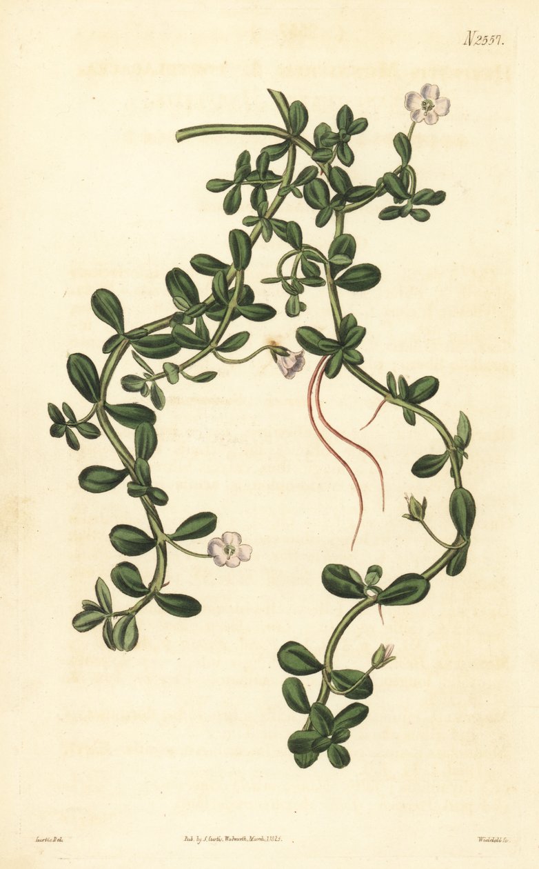 Brahmi lub hyzop wodny, Bacopa monnieri autorstwa John Curtis