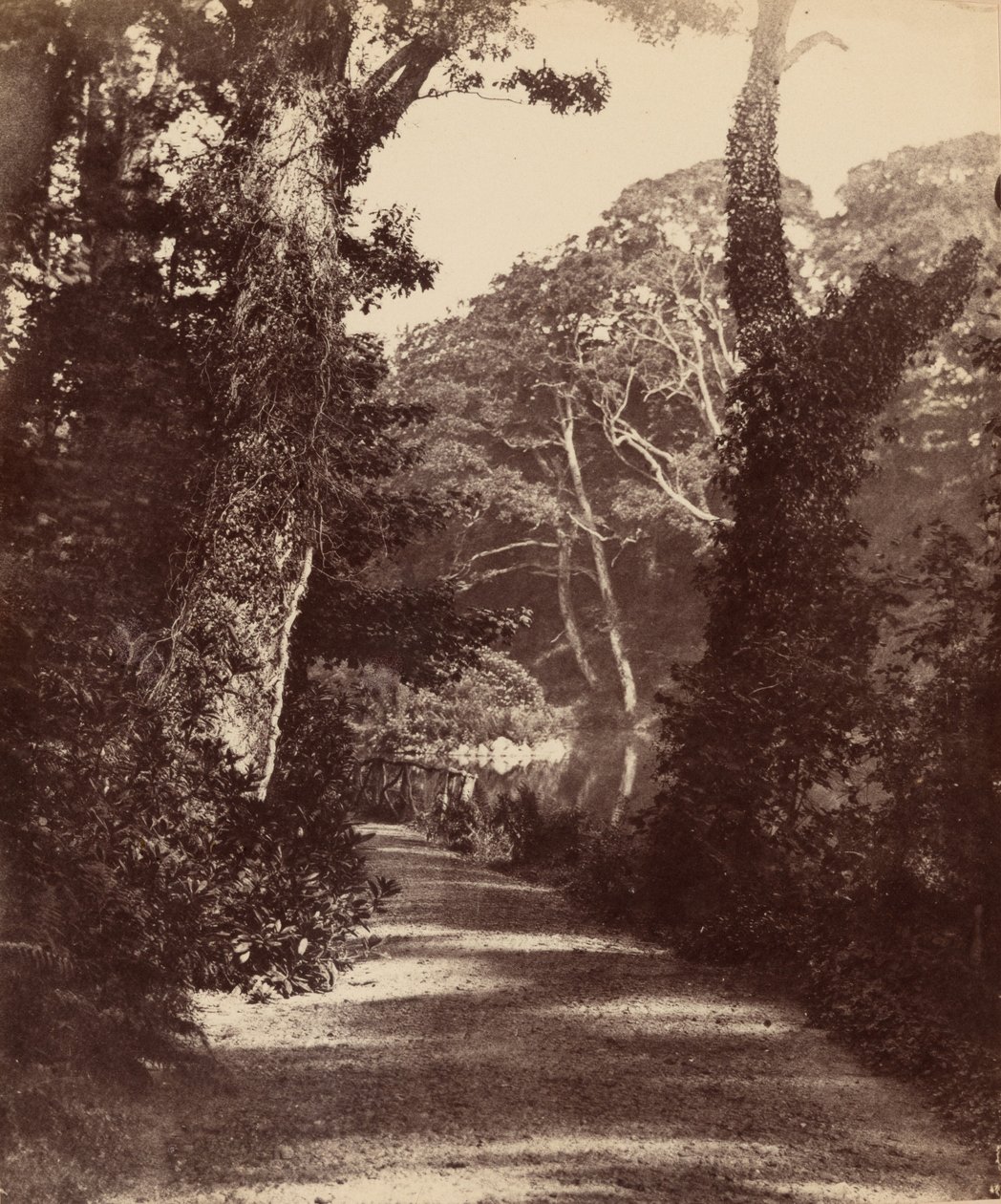 Górne jezioro, Penllergare Valley Woods, ok. 1852 (zdjęcie) autorstwa John Dillwyn Llewelyn