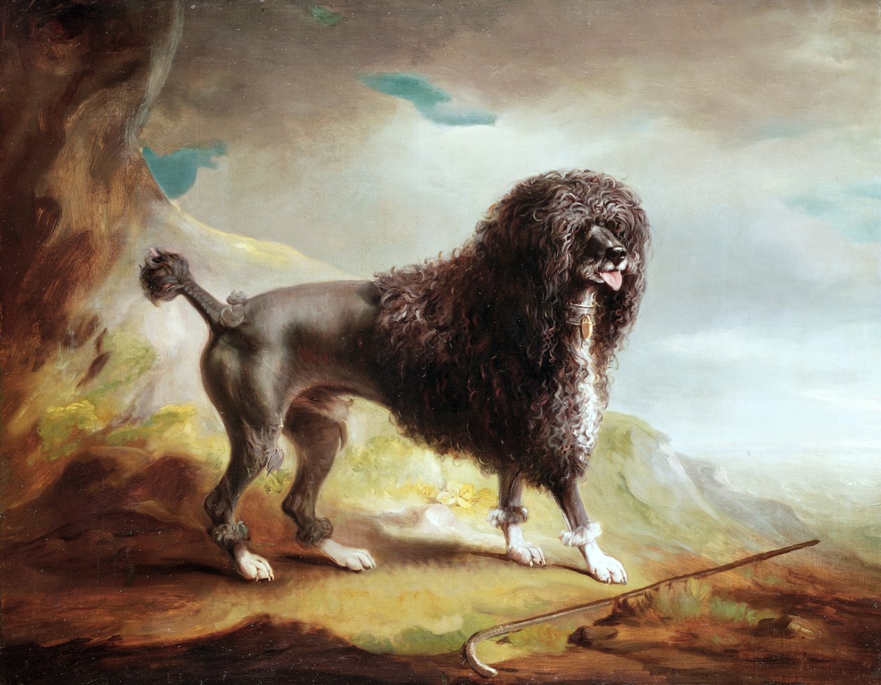 Strzyżony spaniel wodny (olej na płótnie) autorstwa John E. Ferneley