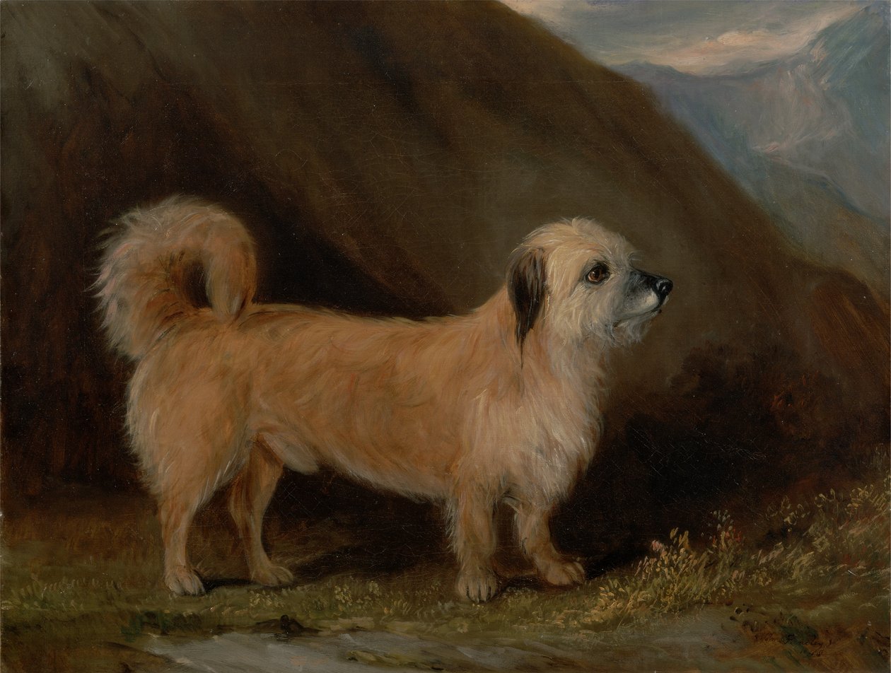 Dandie Dinmont Terrier autorstwa John E. Ferneley