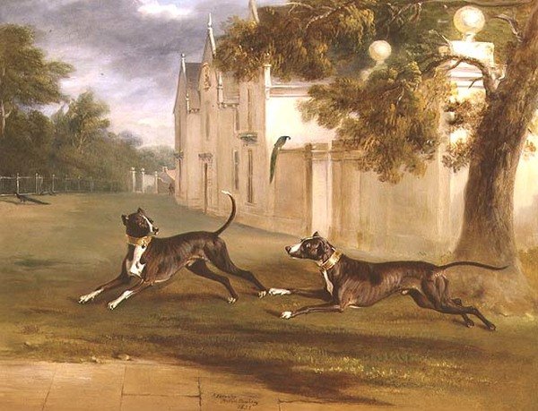 Dwa bulteriery hrabiego Brownlowa, „Nelson” i „Argo” autorstwa John E. Ferneley
