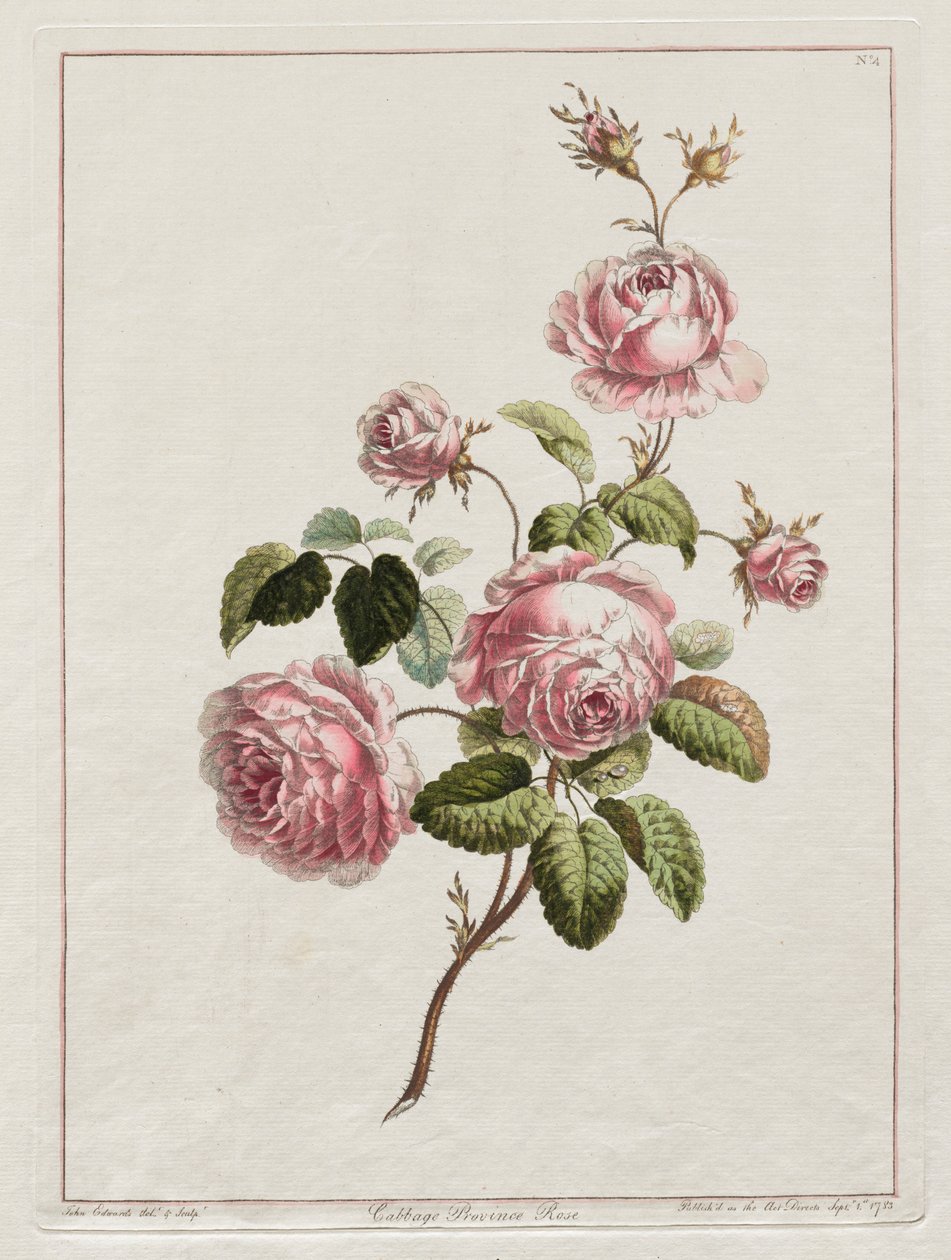 Kolekcja kwiatów rysowanych za naturą - Kapusta prowincja Róża, 1801 r. autorstwa John Edwards