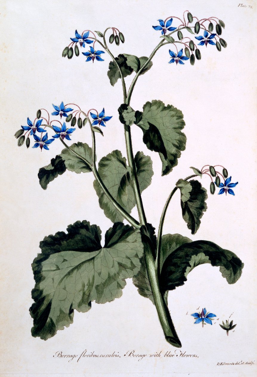Ogórecznik z niebieskimi kwiatami, ilustracja z „Brytyjskiego zielarza”, marzec 1770 autorstwa John Edwards