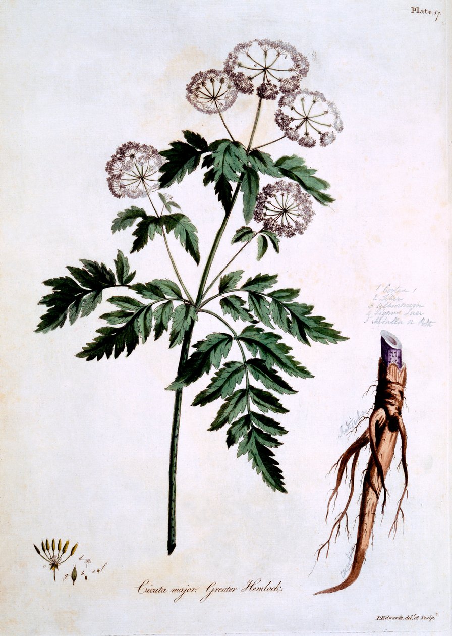 Greater Hemlock [Cicuta major], ilustracja z „The British Herbal” Johna Edwardsa, opublikowana w marcu 1770 autorstwa John Edwards