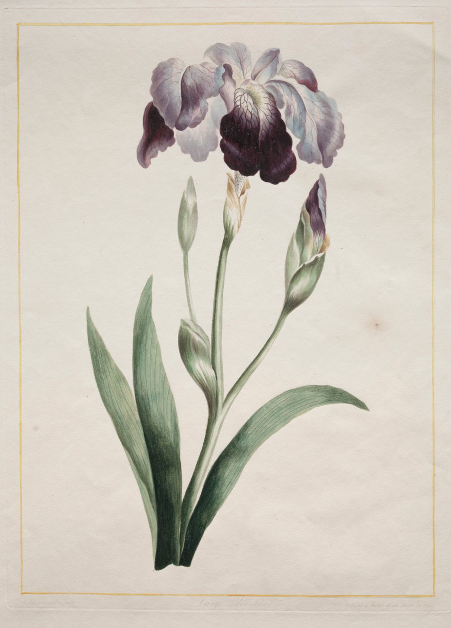 Irys japoński duży niebieski irys, 1801. autorstwa John Edwards