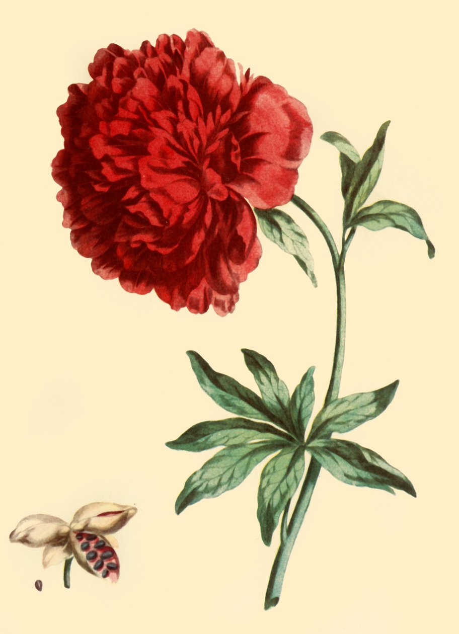„Piwonia: Paeonia Femina w pełnym czerwonym głównym kwiatu”, 1769, 1946. autorstwa John Edwards